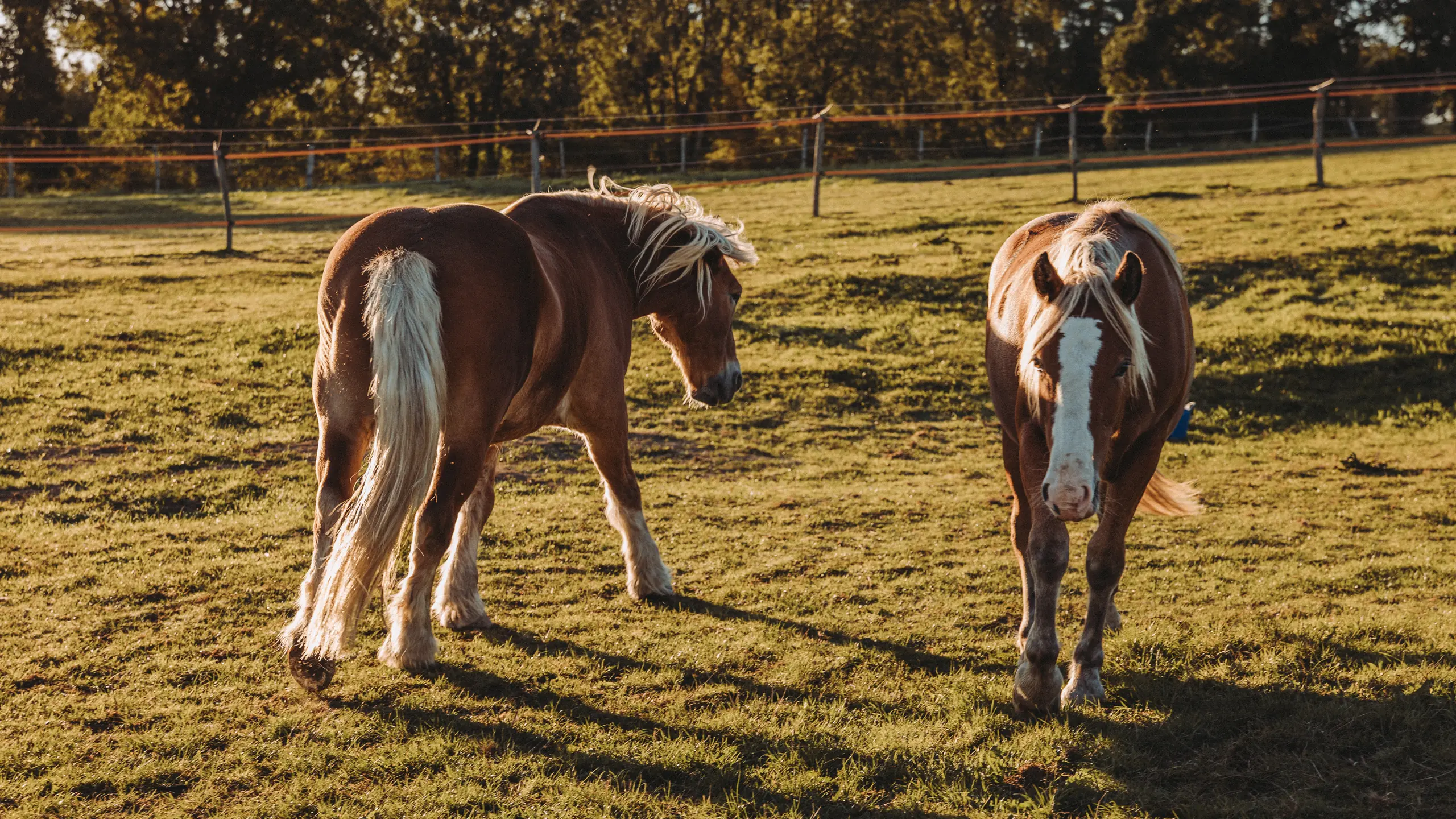 Chevaux au pré à l'Écurie Moulagny, pension pour chevaux à Planquery dans le Calvados