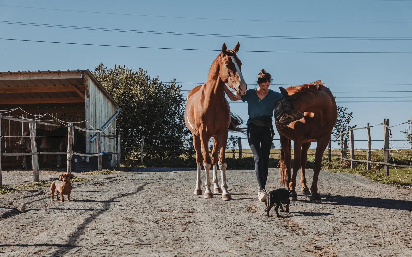 Les chevaux rentrent du pré à l'Écurie Moulagny, à Planquery