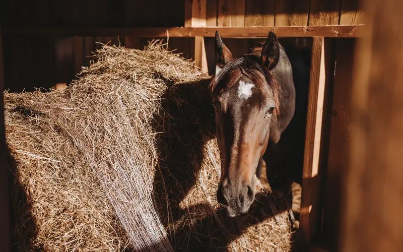 Chevaux au foin à l'Écurie Moulagny, pension dans le Calvados