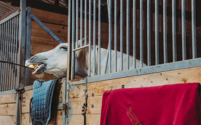 Chevaux aux boxes de l'Écurie Moulagny, près de Bayeux